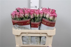R Gr Thriller 70cm