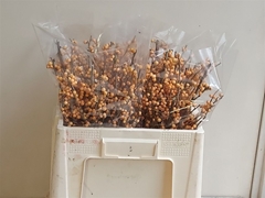 Ilex Golden Verboom 50cm