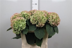 Hydr M My Heaven Cl 80cm