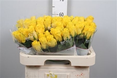 R Gr Goldfinch 60cm