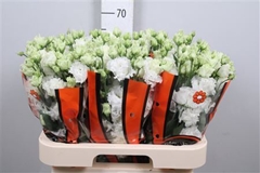 Eus G Celebrich Whit 70cm
