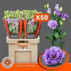 Eus G Corelli Lavend 70cm