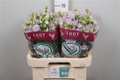 Eus G Alissa Lavende 70cm