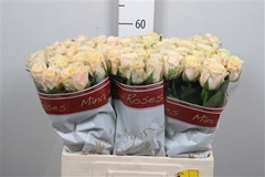 R Gr Top Fair! 60cm