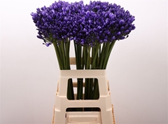 Agap Eyfori Blue