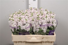Matth Stox Silver 55cm 23