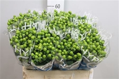 Hyper Coco Bamboo Green 60cm