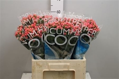 Hyper Coco Casino 60cm