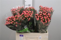 Hyp Sisu Flirt 60cm