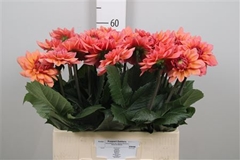 Dahl Dec Sal Runner 60cm
