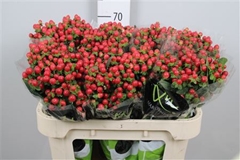 Hyp Tomato Flair 70cm