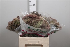Daucus Carota Dara 60cm