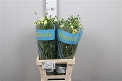 Ran Butterfly Litai 70cm 35gram