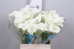 Zant Pure Art 60cm