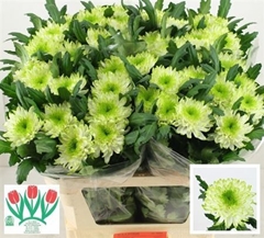 Chr G Zembla Lime