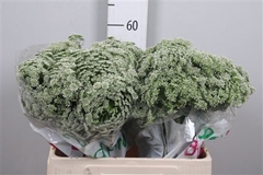 Ammi Visnaga 60cm
