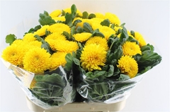 Chr G Migoli 80cm 100gram