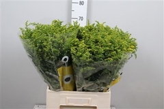 Soli Carzan Glory 70cm 40gram