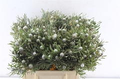 Leucad Galpinii 40cm