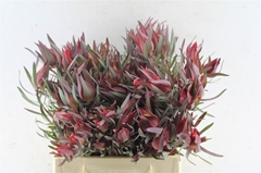 Leucad Sal Blush 40cm