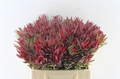 Leucad Sal Blush 40cm