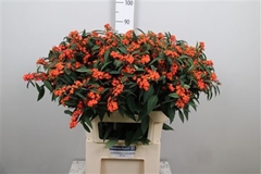 Euph F T Queen Orang 80cm