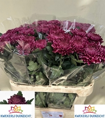 Chr G Bigoudi Purple