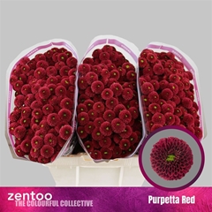 Chr S Aaa Purpet Red
