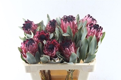 Protea Barbigera 50cm
