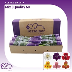 Alstr Mixed 60cm 40gram