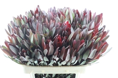 Leucad Safari Sunset 70cm