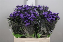 Ast Astee Dark Milka 60cm 15gram