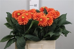 Dahl Bright Orange 60cm