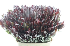 Leucad Safari Sunset 80cm