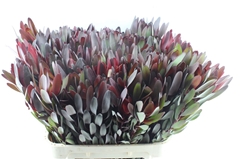 Leucad Safari Sunset 80cm