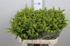 Soli Carzan Glory 80cm 70gram