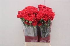 Di St Red