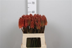 Kniphofia Alcazar 60cm