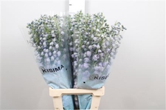 Delph Magic Fount La 80cm 34