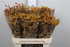 Anigoz Gold Fever 80cm