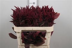 Amar Cruen Velvet 75cm