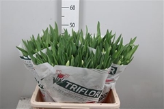 Tu En Antarctica 42cm 38gram 12