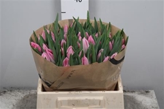 Tu En Bolroyal Pink 35cm 29gram 12