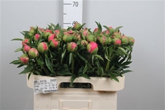 Paeo Coral Charm 60cm 23 Cl