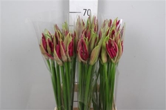 Ne Bo Mister Nick 70cm