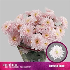 Chr T Pastela Rose 70cm 80gram