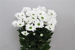 Chr T Chic 70cm 80gram