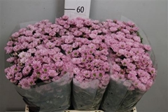 Chr San Rossi Pink 55cm 100g