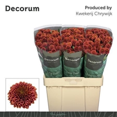 Chr San Doria Cherry 55cm 100g