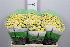 Chr San Sun Up 55cm 110g
